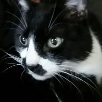 Woodlawn Hospital For Animals ico