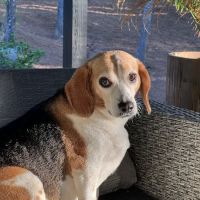 Kowaliga Whole Health Pet Care ico
