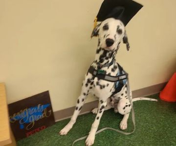Petco