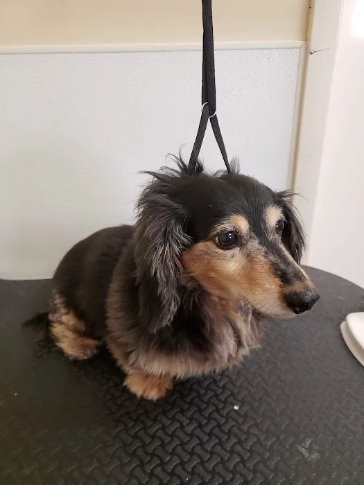 Mitchell Veterinary Hospital 1