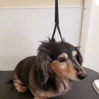 Mitchell Veterinary Hospital ico