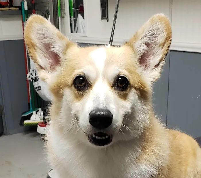 Britt Veterinary Services LLC 12