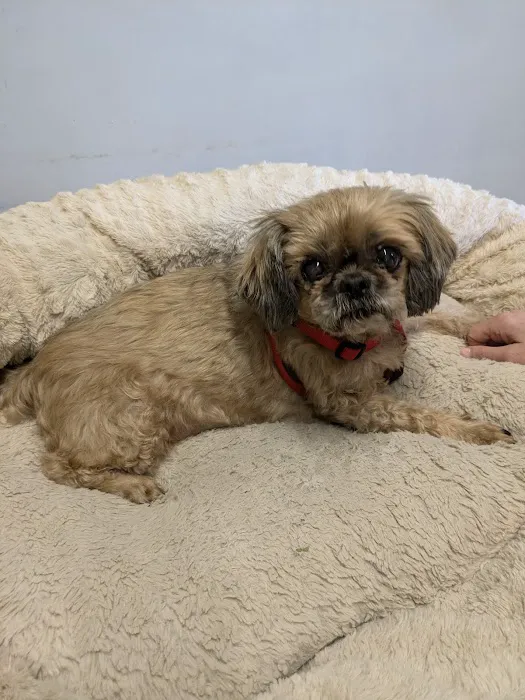 Britt Veterinary Services LLC 12