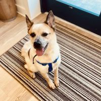 4D Veterinary Services, P.C. ico