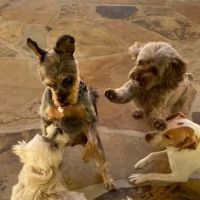 Alexander City Veterinary Clinic ico
