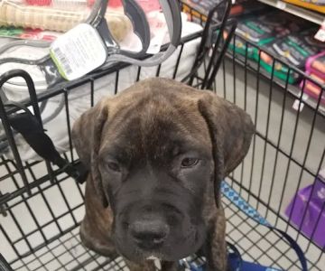 Petco