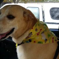 Wayside Animal Hospital ico