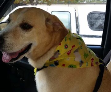 Wayside Animal Hospital