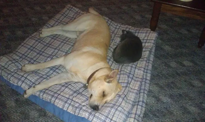 Wayside Animal Hospital 12
