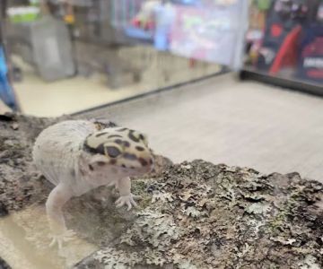 Petco