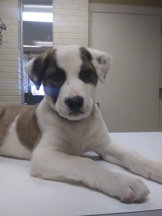 South Pointe Animal Hospital 12