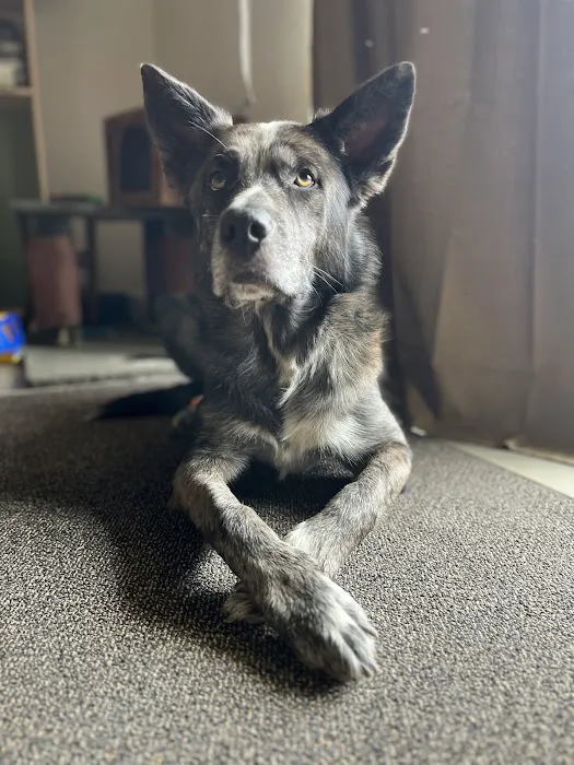 South Pointe Animal Hospital 12