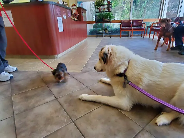 South Pointe Animal Hospital 12