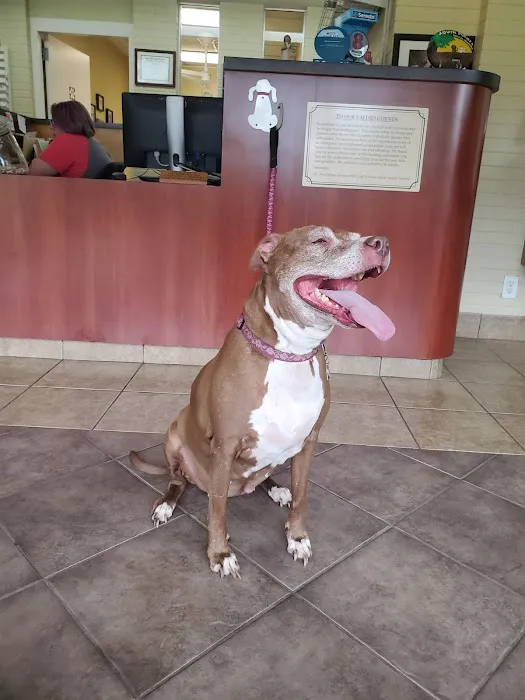 South Pointe Animal Hospital 12