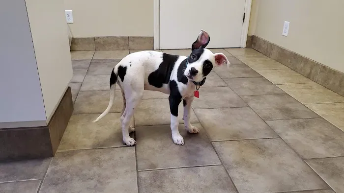 South Pointe Animal Hospital 12
