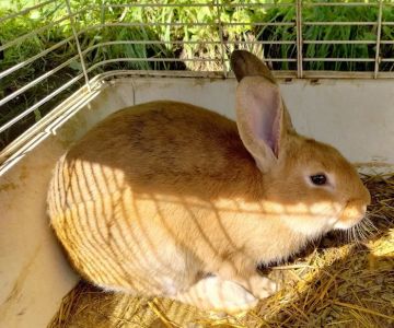 Noah's Ark Pet Shop