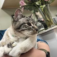 Rodgers Veterinary Services ico