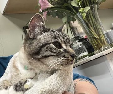 Rodgers Veterinary Services
