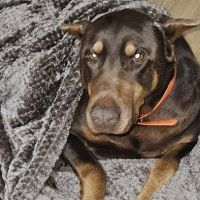 Thomson Mc Duffie Animal Hospital ico
