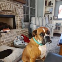 Reese Veterinary Hospital ico