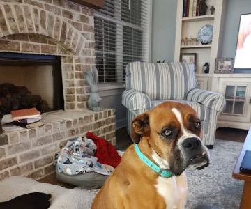 Reese Veterinary Hospital