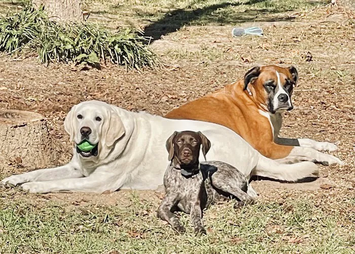 Reese Veterinary Hospital 12