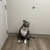 Hitchcock Animal Hospital ico