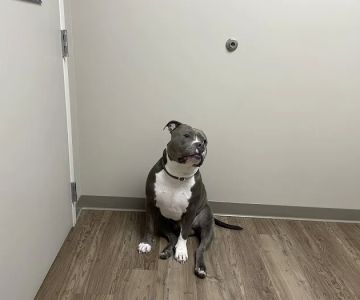 Hitchcock Animal Hospital