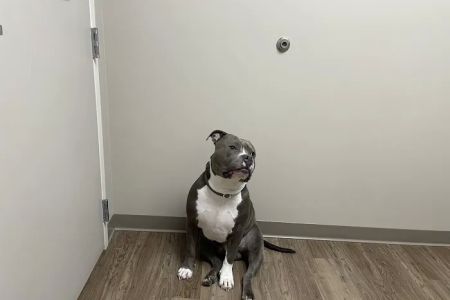 Hitchcock Animal Hospital