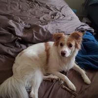 Silver Bluff Animal Hospital ico