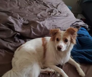 Silver Bluff Animal Hospital