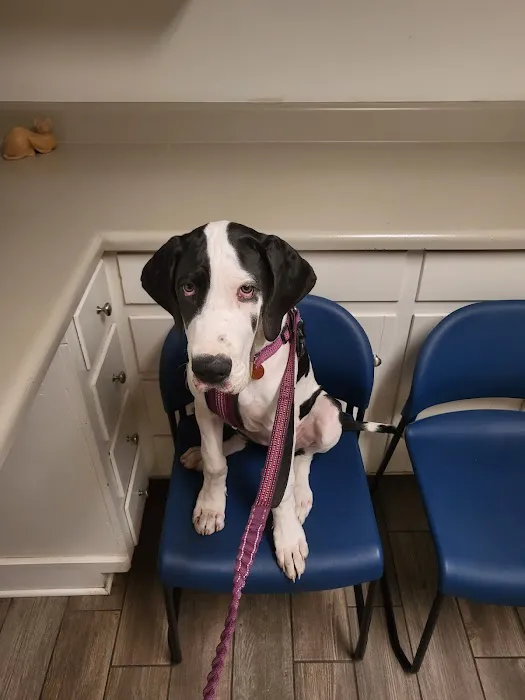 Silver Bluff Animal Hospital 12