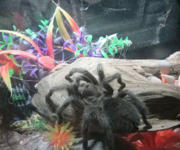 AquaRealm Aquarium & Pets