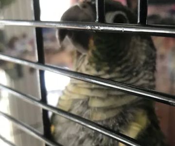 Seymour Pet Bird Refuge