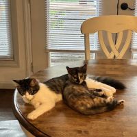 Veterinary Services of Aiken ico