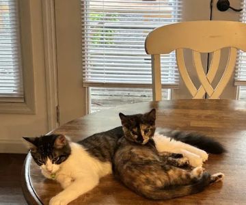 Veterinary Services of Aiken