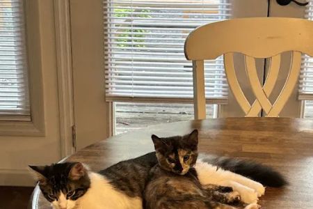 Veterinary Services of Aiken