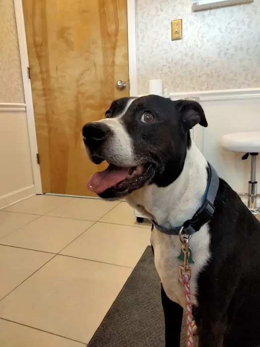 Veterinary Services of Aiken 12