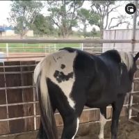 Carolina Equine Clinic ico