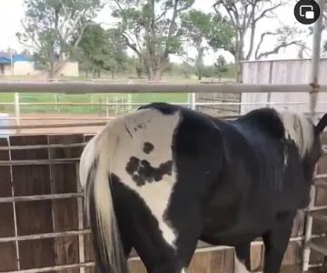 Carolina Equine Clinic