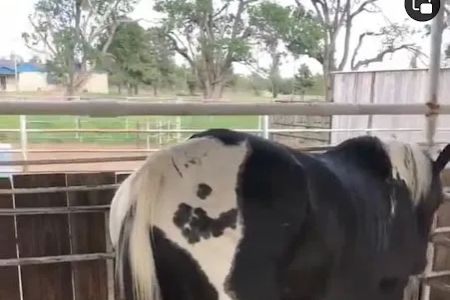 Carolina Equine Clinic