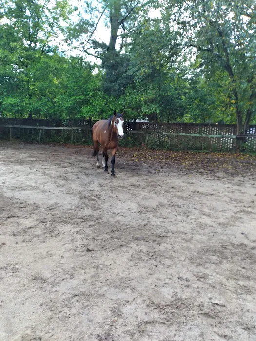 Carolina Equine Clinic 12