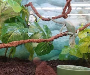 Petco
