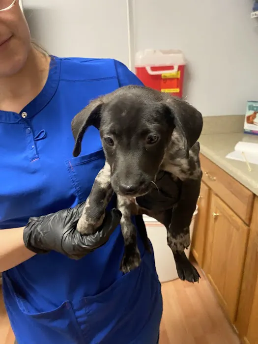 Ark Animal Hospital 3