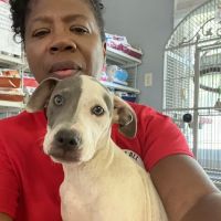 Ark Animal Hospital ico