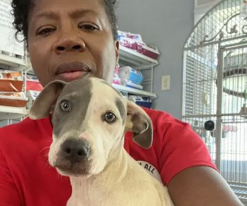 Ark Animal Hospital