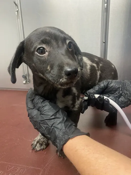 Ark Animal Hospital 2