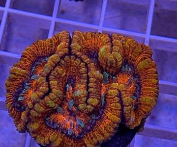 Corals Unlimited Aquarium Store & Services