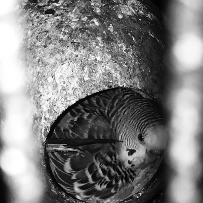 Trey N Ava’s Parent-A-Parakeet 2