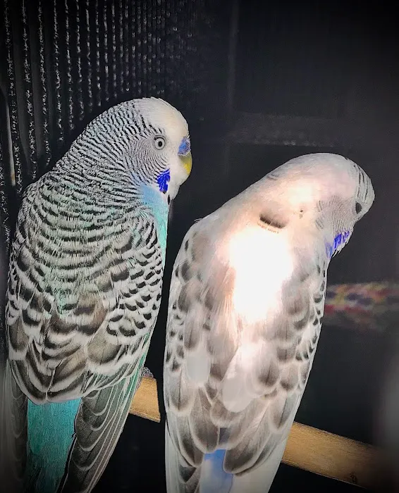 Trey N Ava’s Parent-A-Parakeet 4